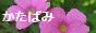 ΂ݎRIs